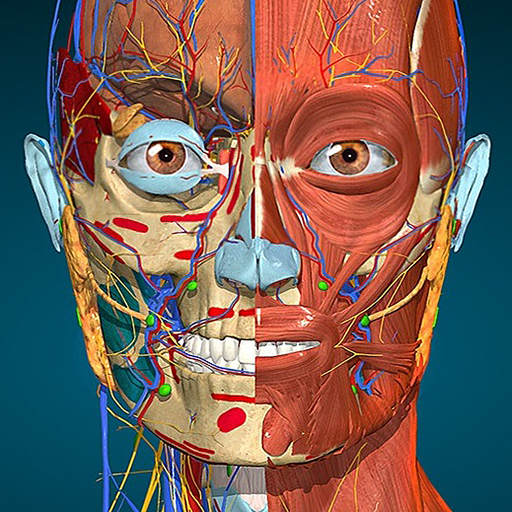 Anatomy Learning &ndash; 3D анатомия
